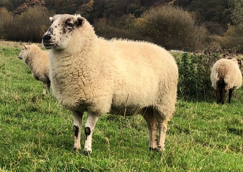 Whole raw sheeps - whole,