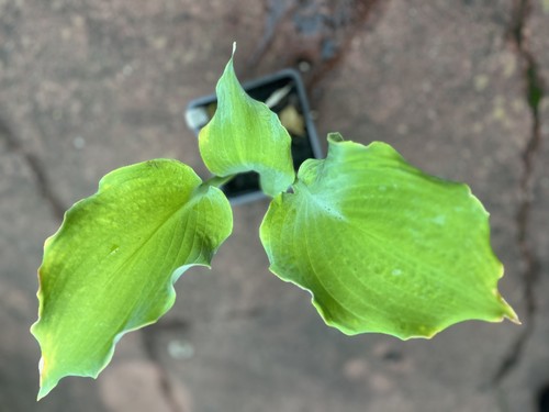 Hosta diamond lake large - hosta,