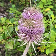 Teasel plants native - 4, plants.