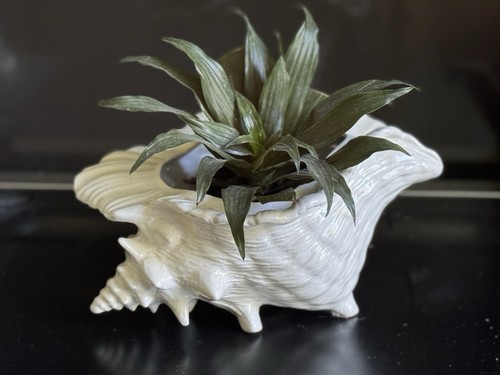 Porcelain shell planter - shell,
