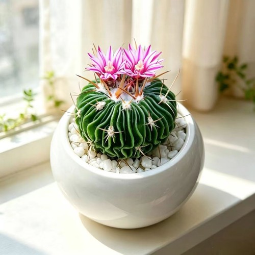 Rare wave cactus - rare,