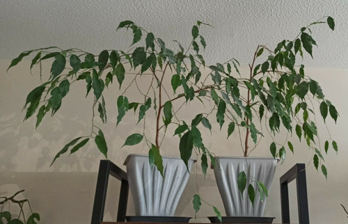 Ficus benjamina weeping - , fig