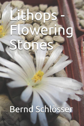 Lithops flowering stones the - lithops,