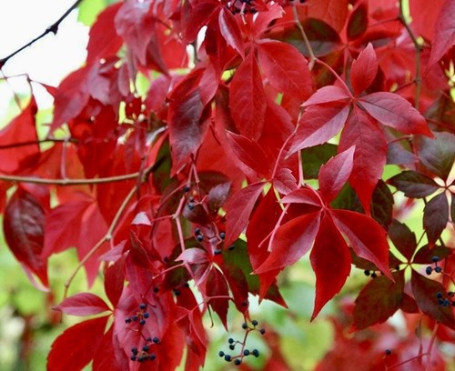 Beautiful virginia creeper - beautiful,