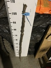 Birch TWISTY Twistie Seasoned