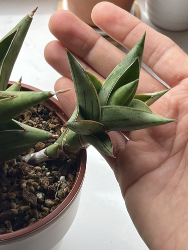 Sansevieria donny donii hybrid - donii,