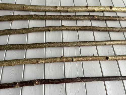 Hazel walking stick shank - hazel,