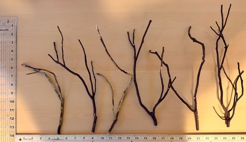 Manzanita branches small qty - manzanita,
