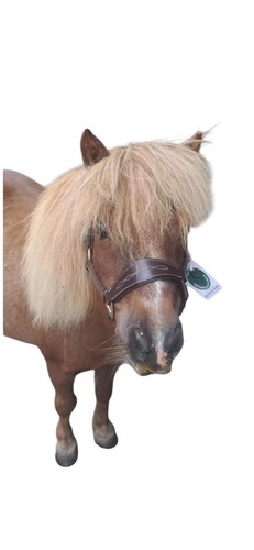 Mini shetland leather halter - leather,