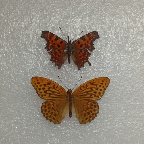 Comma butterfly - comma,