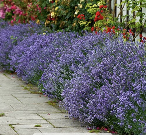 Lavender hidcote blue x12 - lavender,