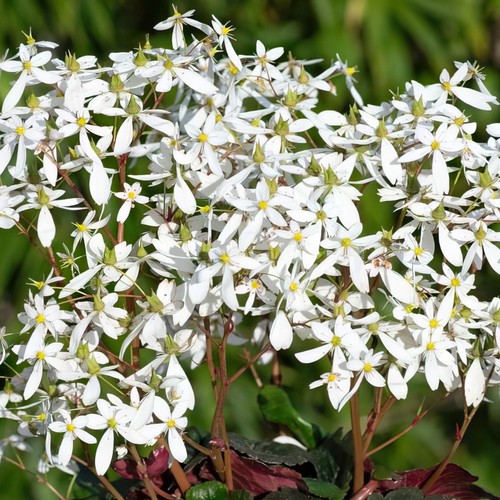 Saxifrage dancing pixies thea - pixies,