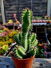 Euphorbia Polyacantha - cactus