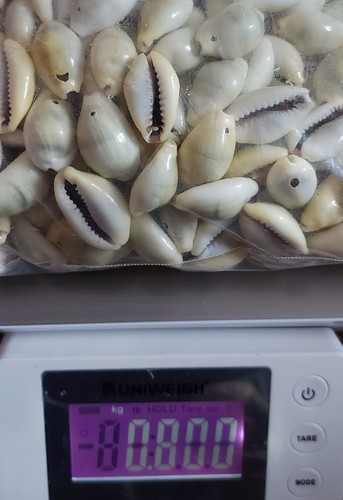 800g cowrie shells predrilled - 800g,