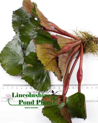 Water chestnut 25 - 1, /
