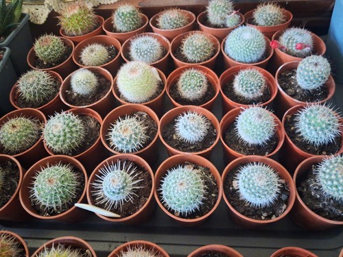 Mammillaria rebutia - rebutia, &