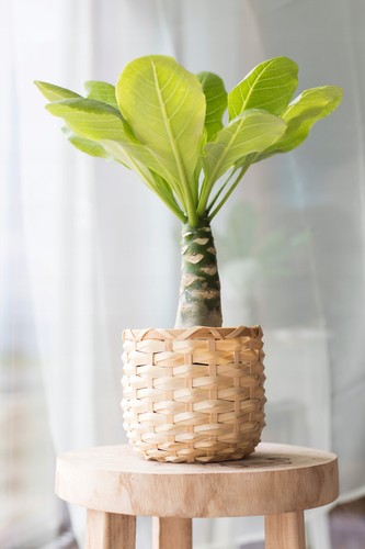 Brighamia insignis hawaiian - brighamia, 'hawaiian