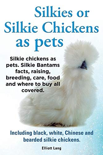 Silkies silkie chickens - silkie, as