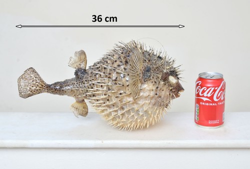 Porcupine fish pufferfish blow - porcupine,