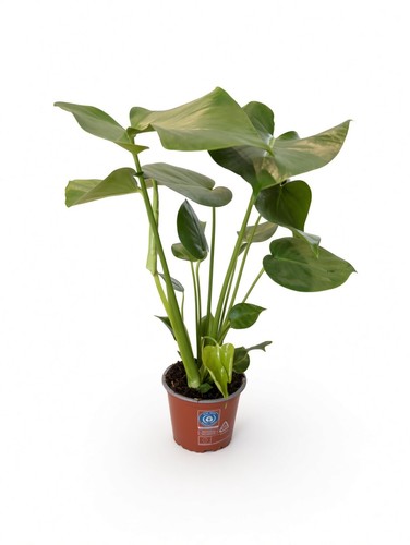 Monstera deliciosa 60cm - deliciosa,