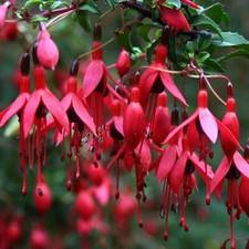 Fuchsia 'Riccartonii' Flowering Upright Hardy Garden Shrub Outdoor Plants in Pot