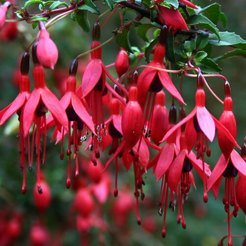 Fuchsia riccartonii - fuchsia, 'riccartonii'