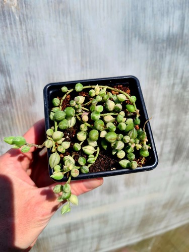 Senecio rowleyanus variegated - rowleyanus,