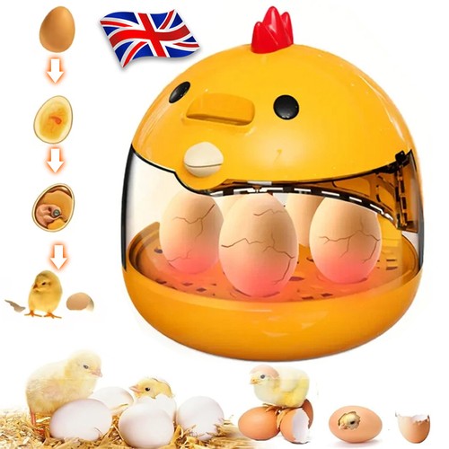 Eggs incubator chicken hatch - incubator,