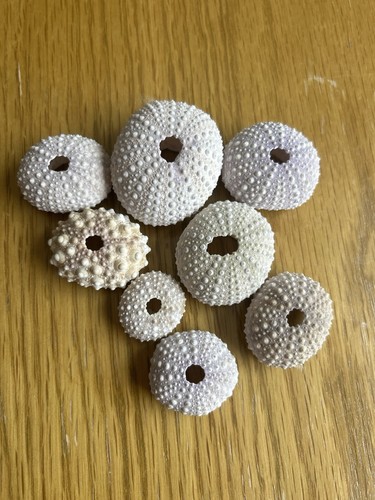 Natural sea urchin - sea, shells