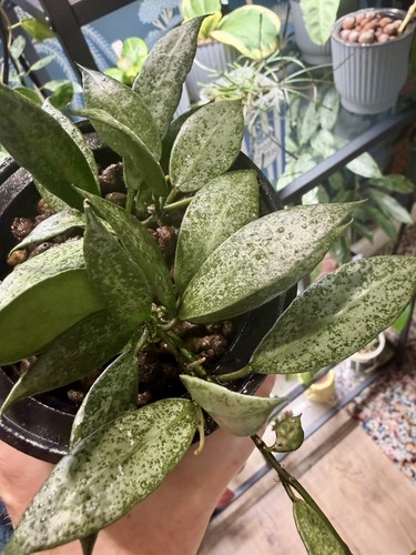 Hoya lacunosa white pearl - hoya,