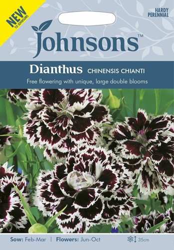 Dianthus chinensis chianti - chinensis,