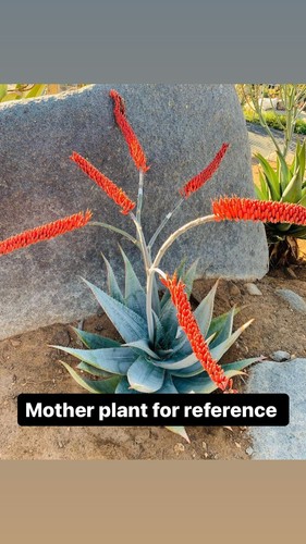 Aloe ortholopha rare aloes - aloe,