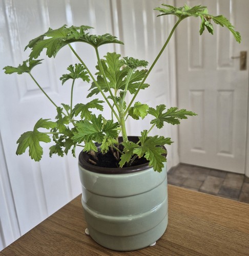 Lemon scented geranium - scented, plant