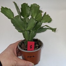 Pink Christmas Cactus