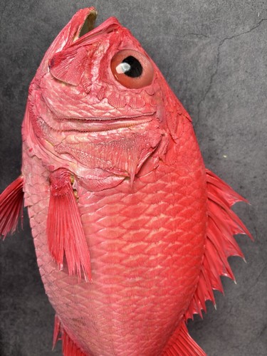 Museum quality dispinus ruber - dispinus,
