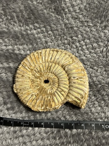 Genuine ammonite fossil 8cm - genuine,
