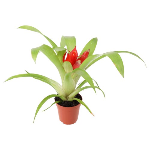 Bromeliad guzmania sp - guzmania,