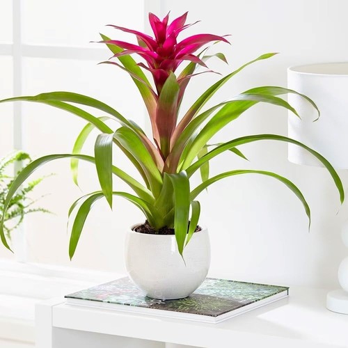 12cm pot 45cm tall - 45cm, bromeliad