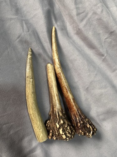 Roe deer antlers - antlers,