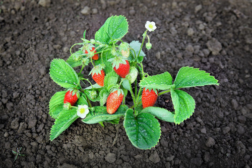 Ruegen strawberry - ruegen,