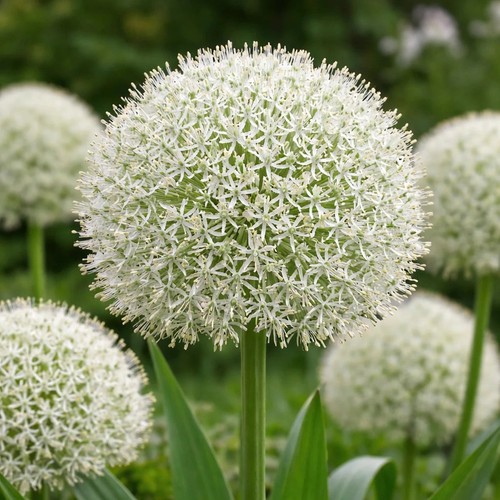 Allium white giant bulbs - white,