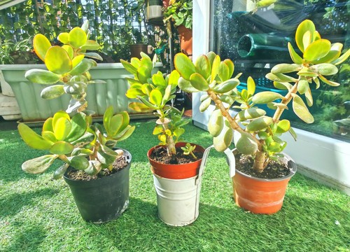 1xjade plant houseplant money - 1xjade,