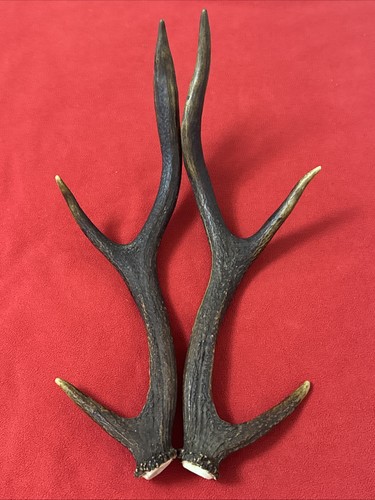 Pair red deer antlers - red,