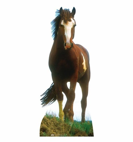 Mustang horse life size - horse, life-size