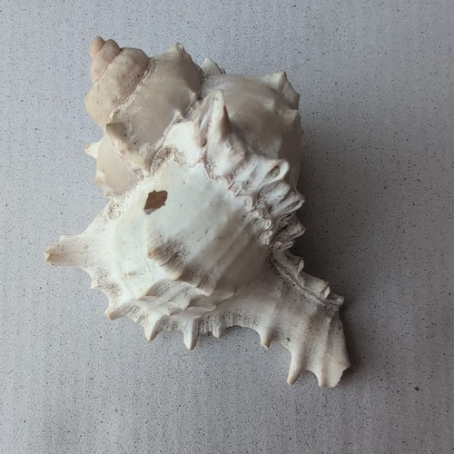 Murex ramosus sea shell - ramosus,