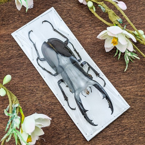 Stag beetle - xl,