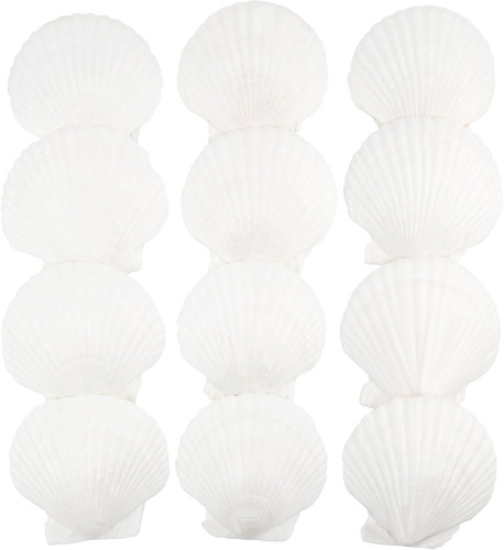 Pcs scallop shells natural - 12,