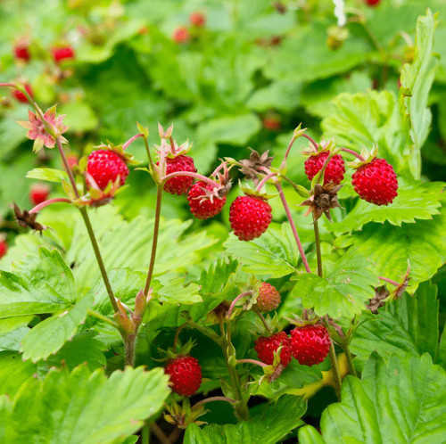 Wild strawberry plant - wild,