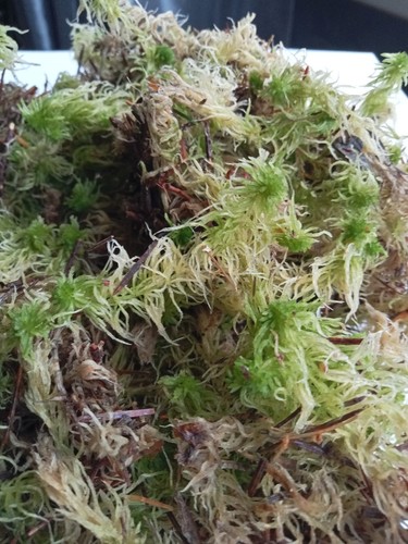 Fresh sphagnum moss terrarium - sphagnum,