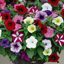 Petunia Easy Wave Ultimate Mixed Garden Patio Half-hardy Annual Plug Plants :)